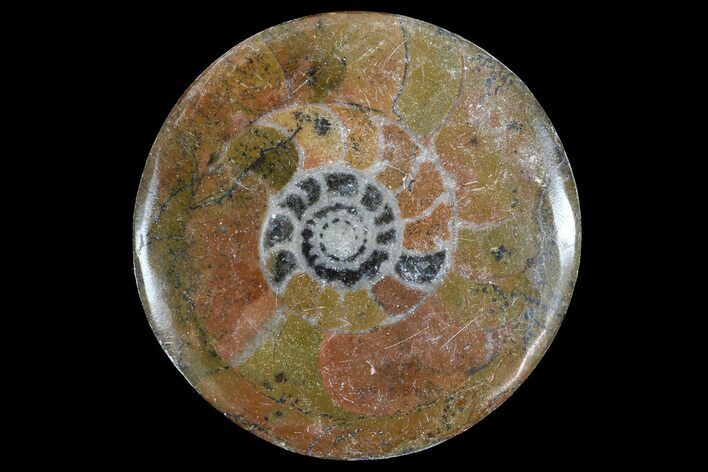 2-3" Polished, Fossil Goniatite "Button"  - Photo 1